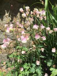 Hibiskus sadzonki oraz wiele gatunków bylin.