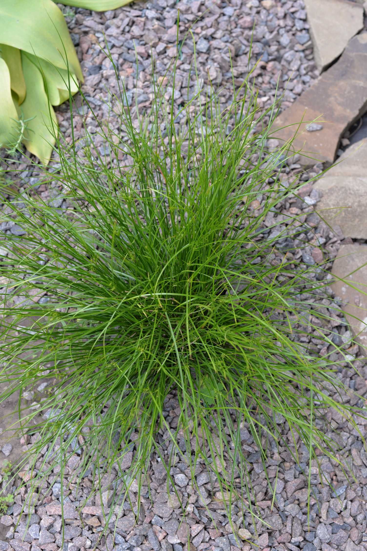 Декоративна осока (Carex)