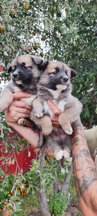 Американська акіта