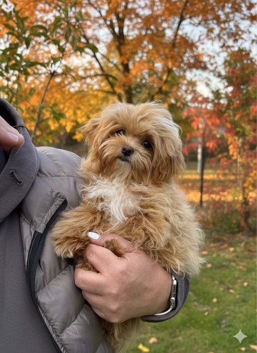 Преміум мальтіпу мікро — розкіш у мініатюрі.