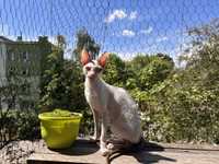 Drobna koteczka z błękitnymi oczkami - cornish rex