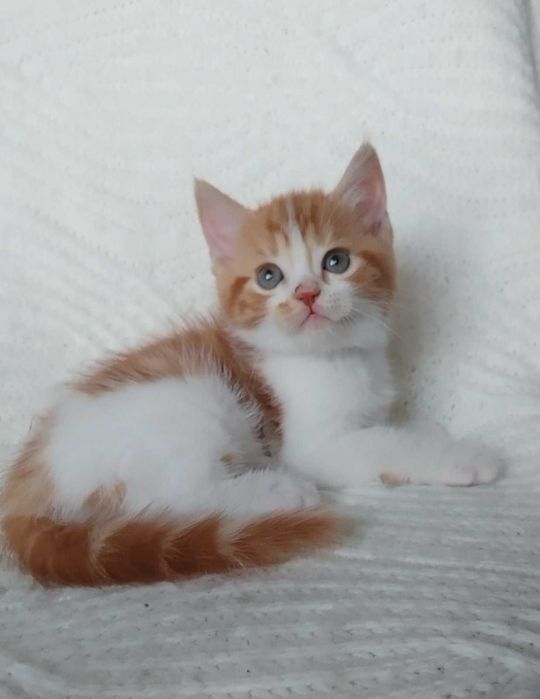 Червоний хлопчик пухнастик Скоттиш Страйт з Києва