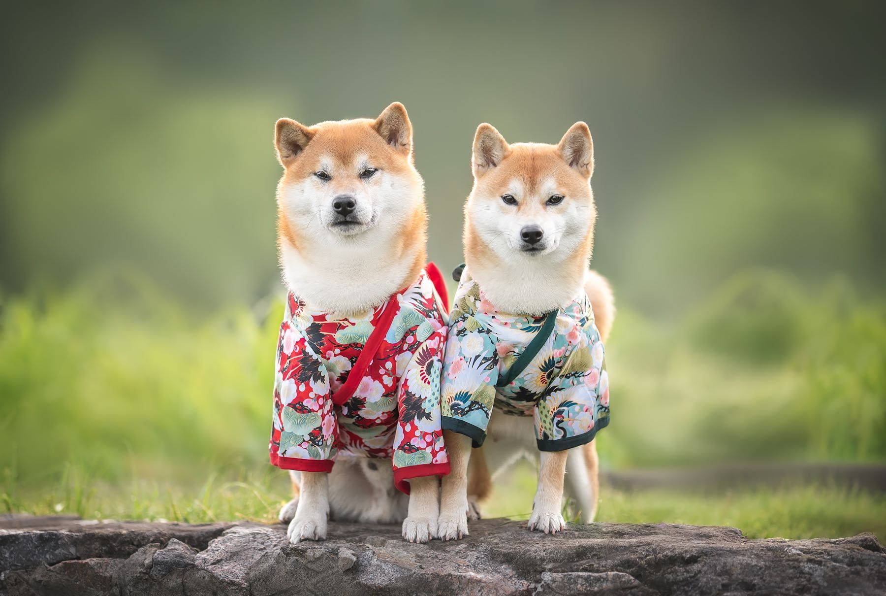 Шиба, шиба-ину, Сиба , сиба-ину, shiba-inu, TOSHIMI STYLE KENNEL