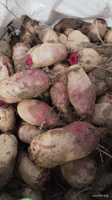 Buraki ćwikłowe podłużne 10 kg wysyłka