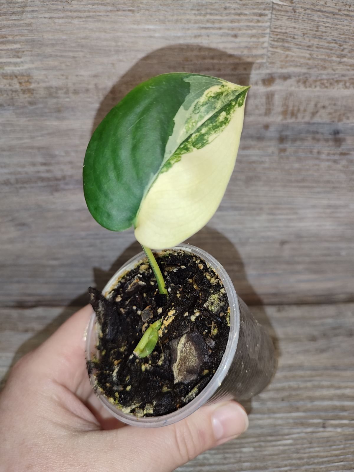 Продам Сциндапсус scindapsus jade satin variegated
Відправка з Луцька.