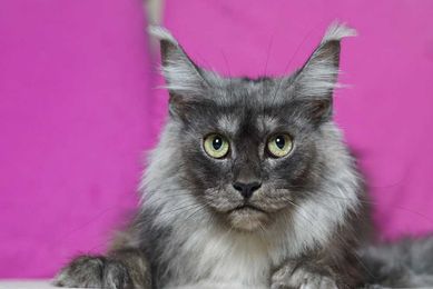 Kotka maine coon czarna dymna