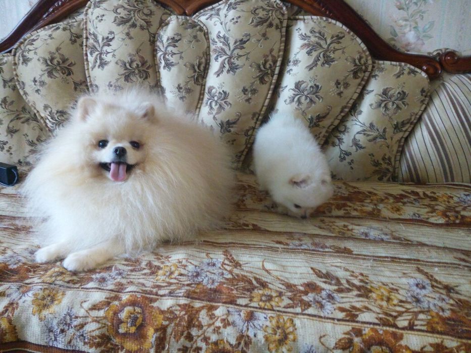 Померанский шпиц, мишка, приглашает невест
