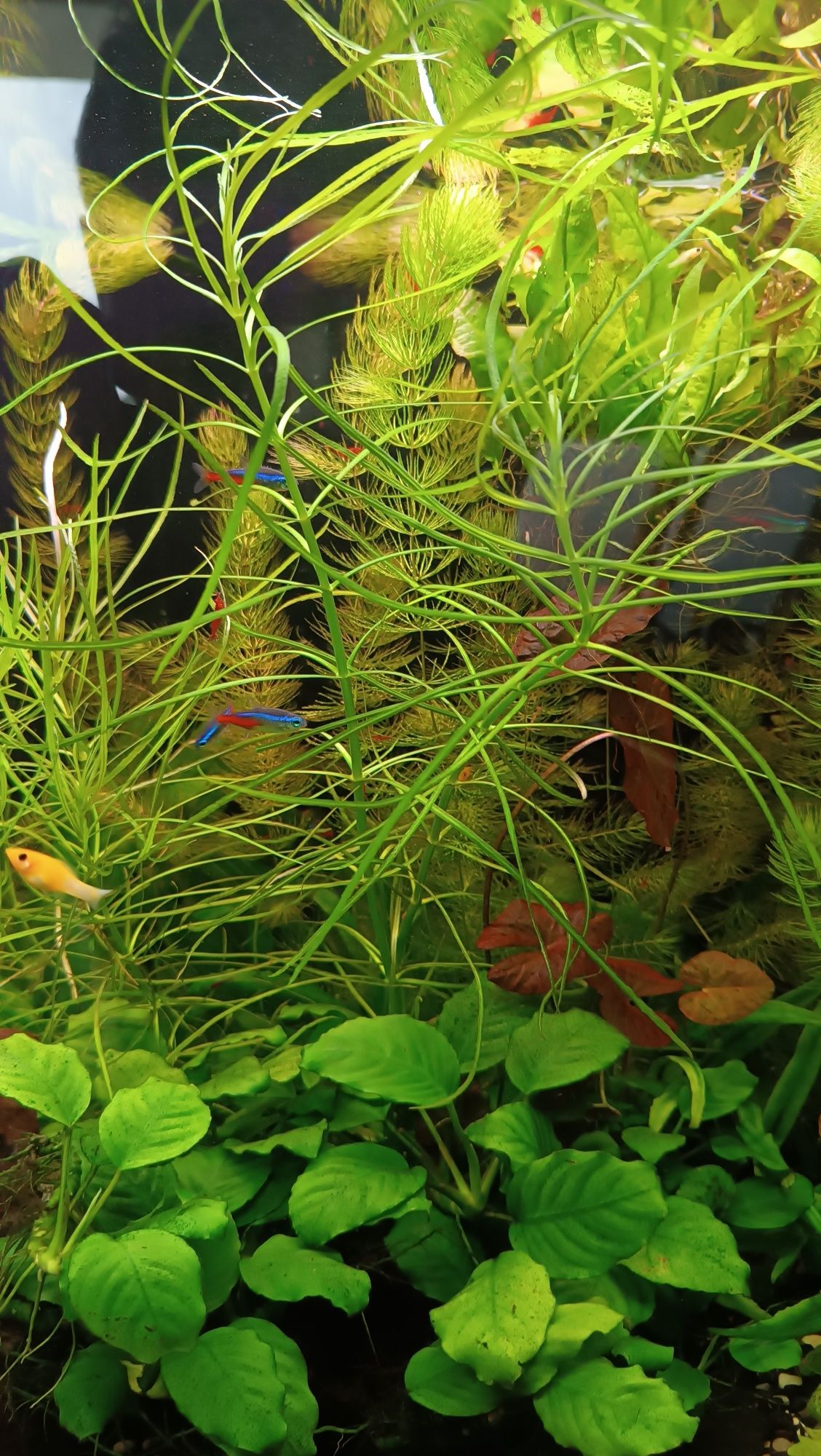 Roślina akwariowa Pogostemon Stellatus "Octopus"