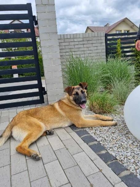 Balu w typie owczarka belgijskiego pilnie szuka domu tymczasowego.