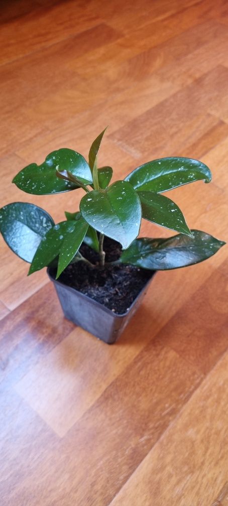 Hoya carnosa -  Hoja Różowa roślina w doniczce P-9