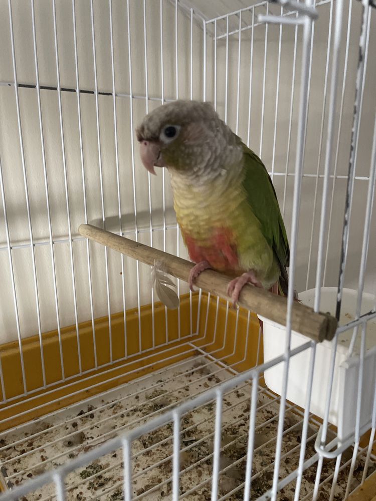 pyrrhuras criado a mão