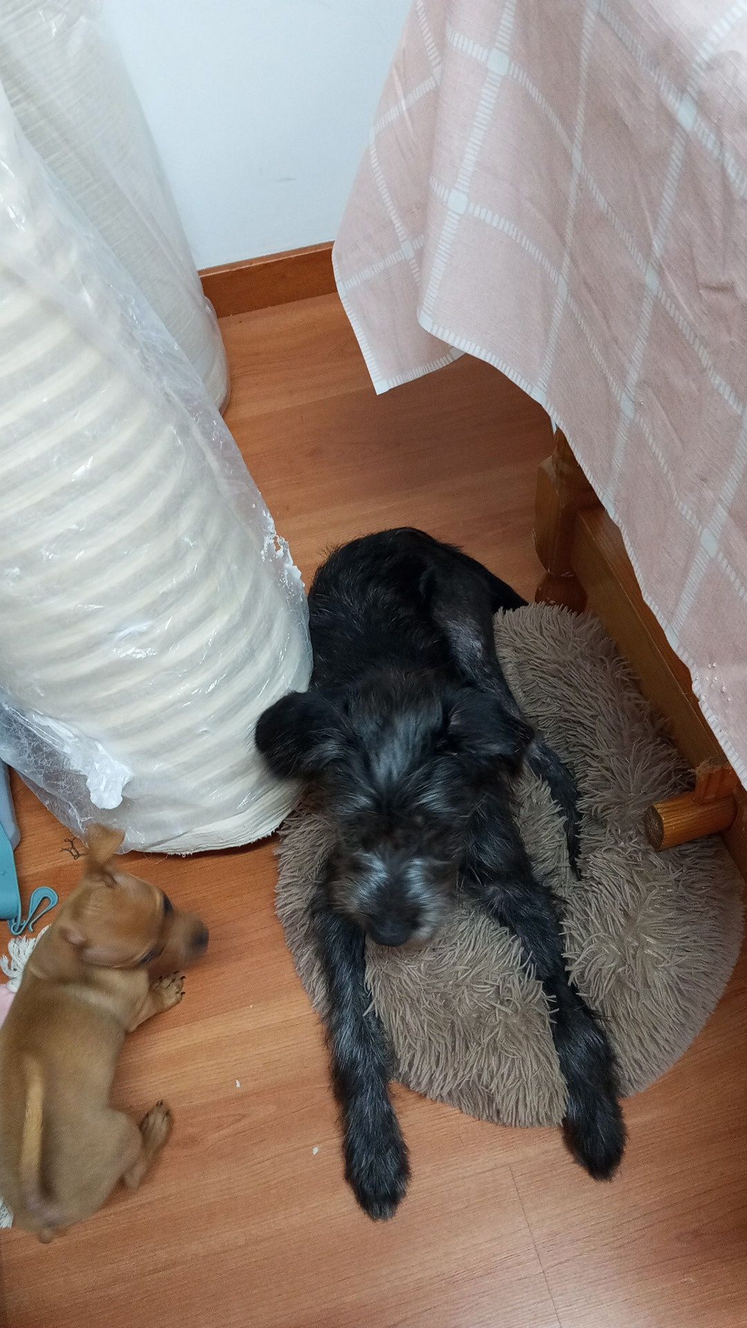 Doa cão o nome dele é Bob