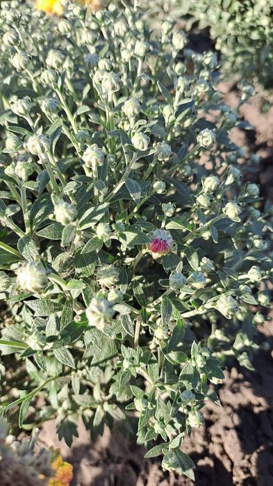 Продам хризантеми