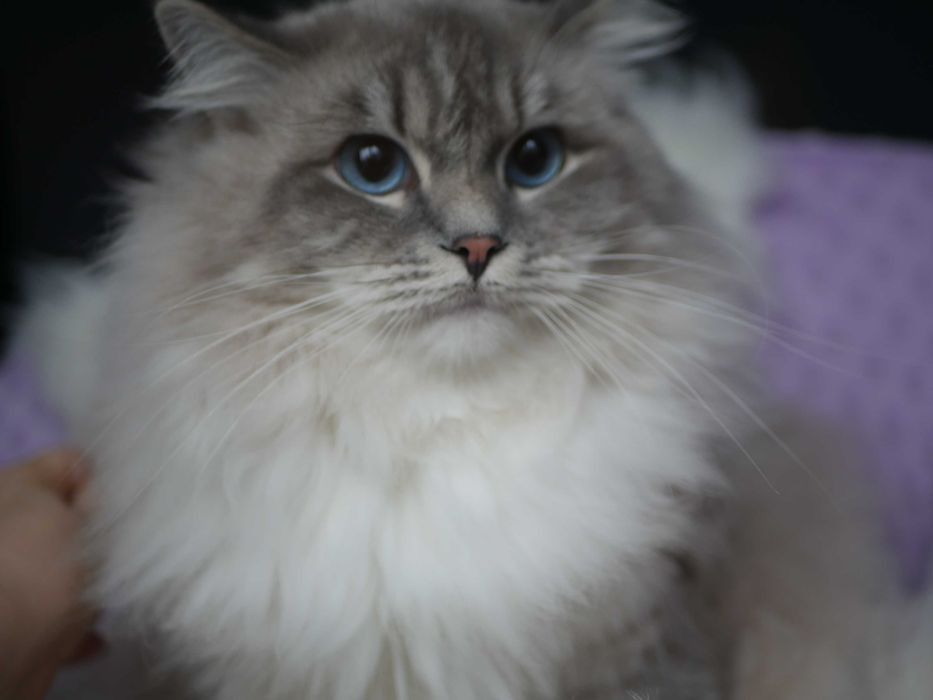 Ragdoll wspaniała kotka po Championie,FPL