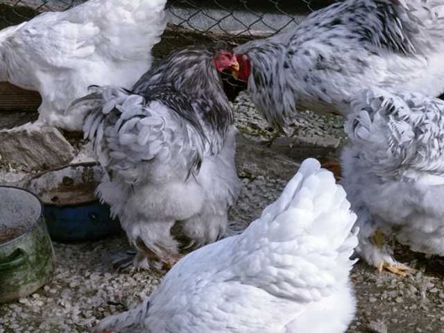 Інкубаційне яйце курей Кохінхін: колумбія, спліш, циплята