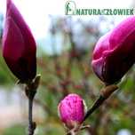 Magnolia Grandiflora Susan Waterlily Alexandrina Rosea PRODUCENT