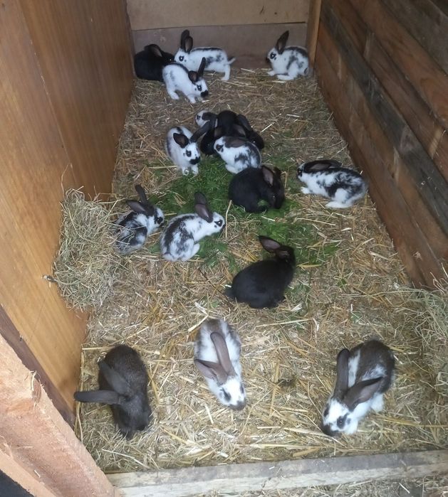 Króliki króliki polecam