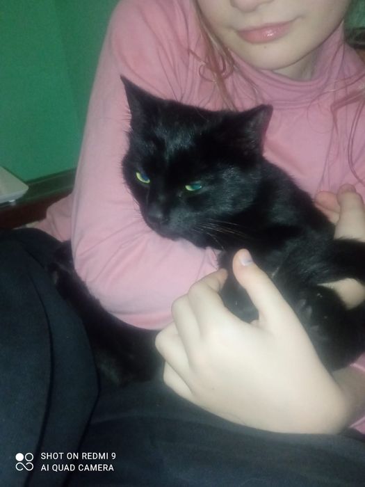 Котик,кошеня,кіт,котя,котятко,кошенятко