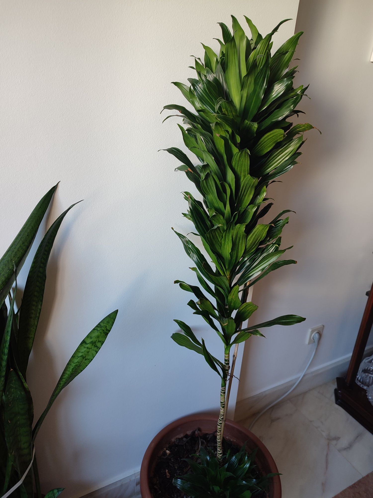 Planta Dracaena compacta