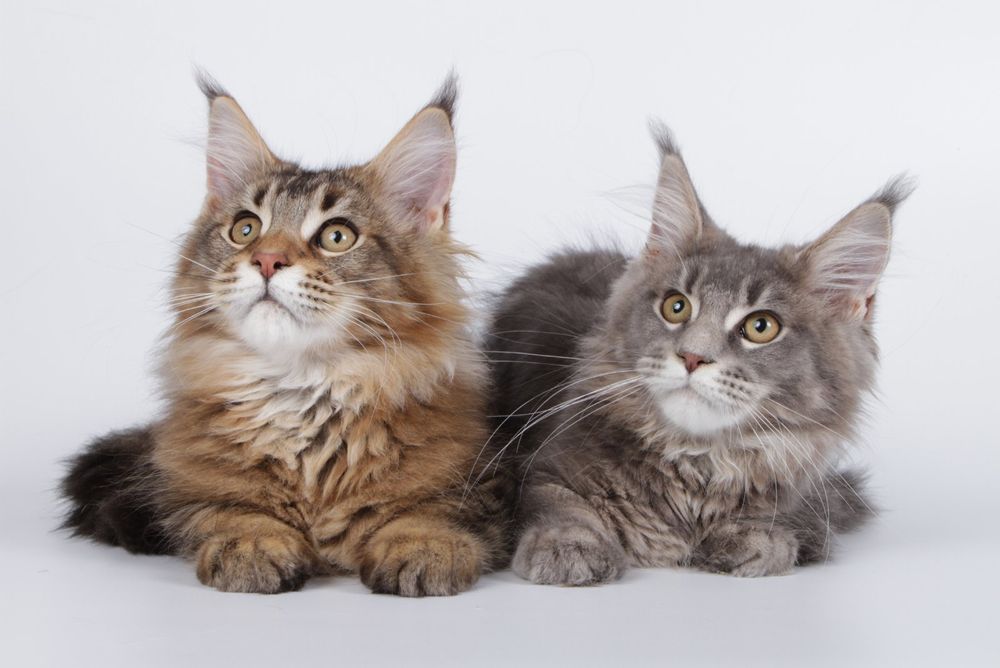 Хлопчики Мейн- кун