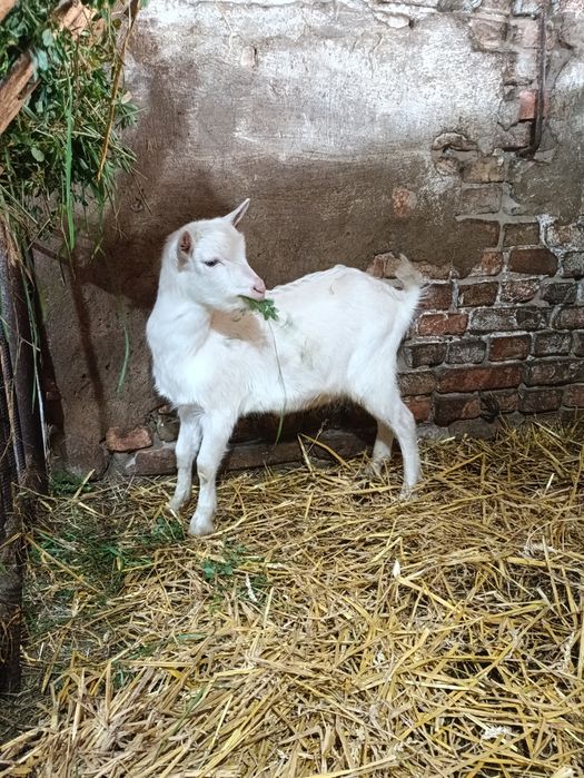 Козлик  звати Сніжок