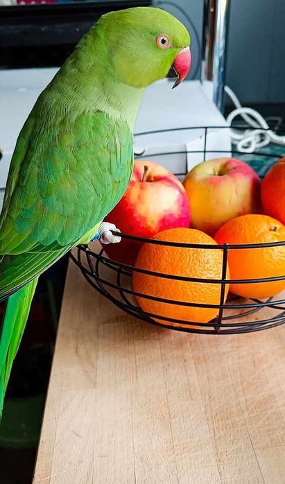 Aleksandretty obrożne Zielone Ręcznie Karmiona Samiec Samica