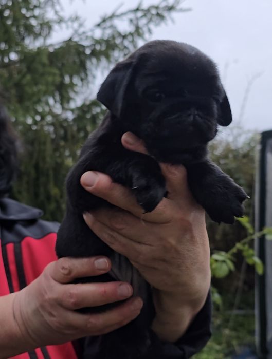 Чорні цуцики мопса