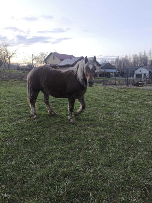 Sprzedam klacz źrebną