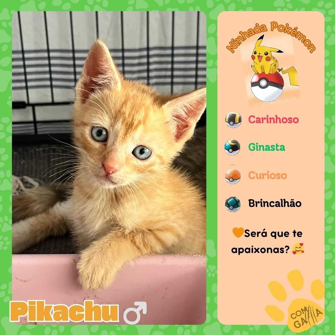 Gatos para adoção
