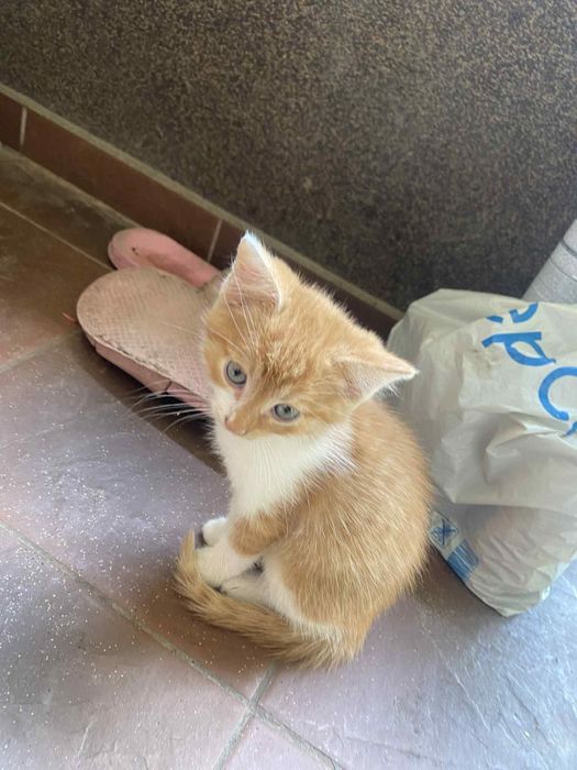 Małe kotki szukają domu