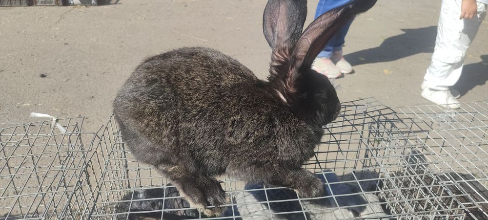 Продам КРОЛИКИ!!!