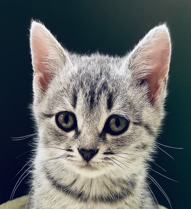 Котенок 2м кошечка вискасная табби тигровая котята кошеня кішечка