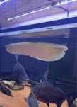 Arowana 75 cm bom porte