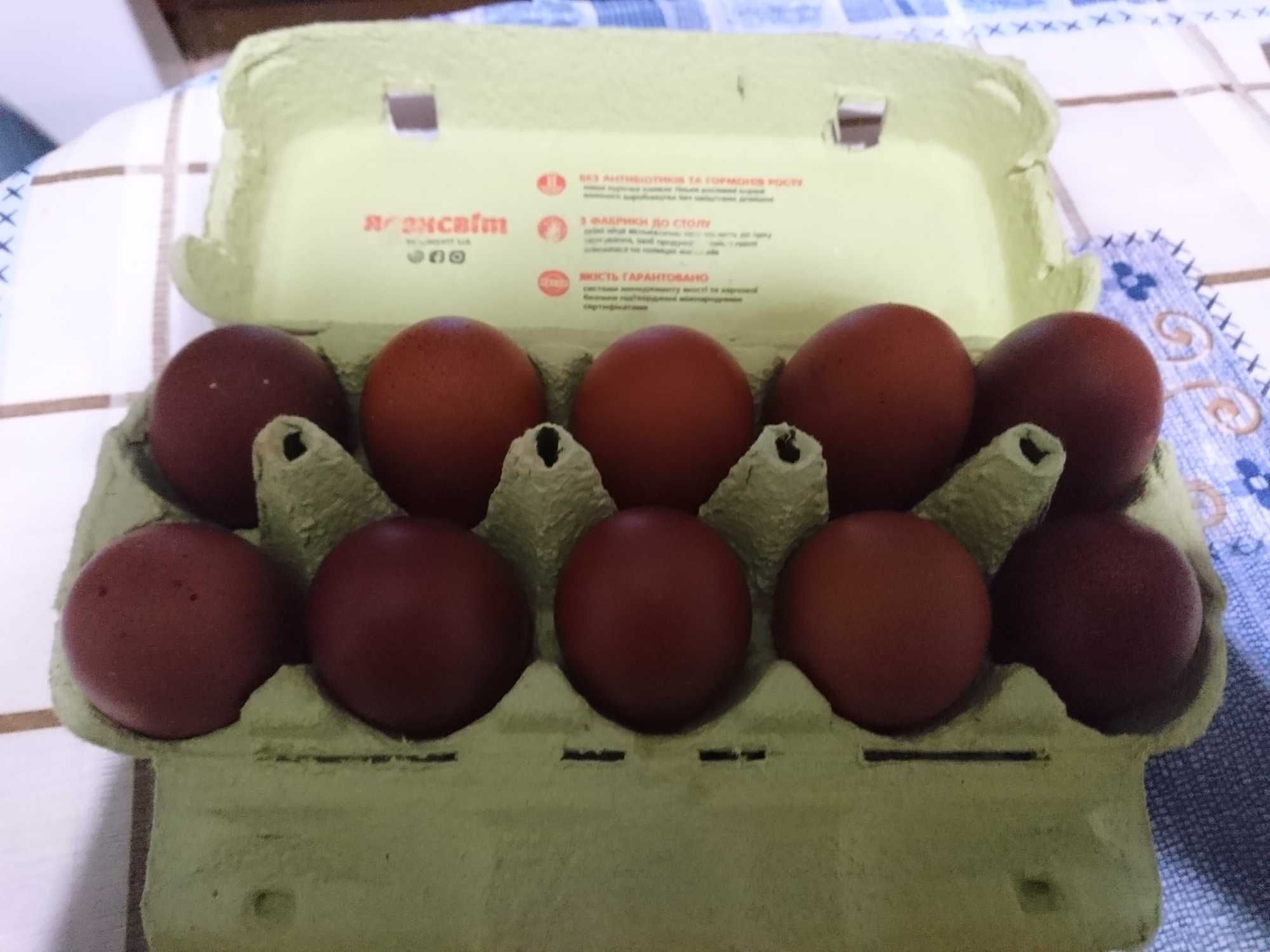 Инкубационное яйцо медного марана