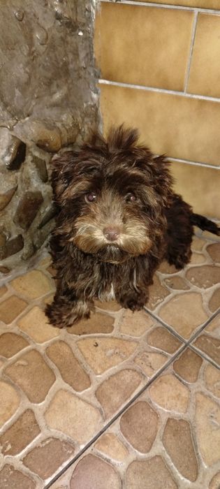 Yorkshire terrier czekolada Zarezerwowany