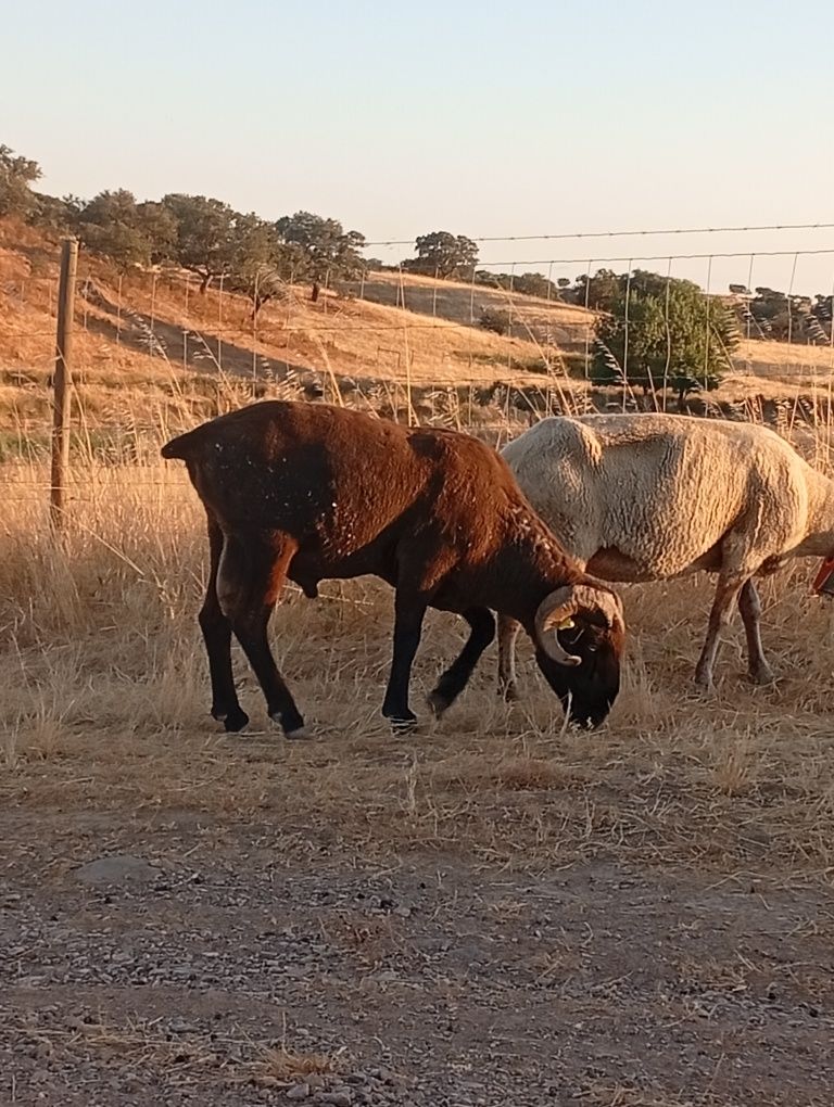 Vendo carneiro muito manso