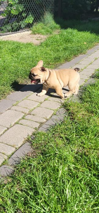 Szczeniak Buldog Francuski
