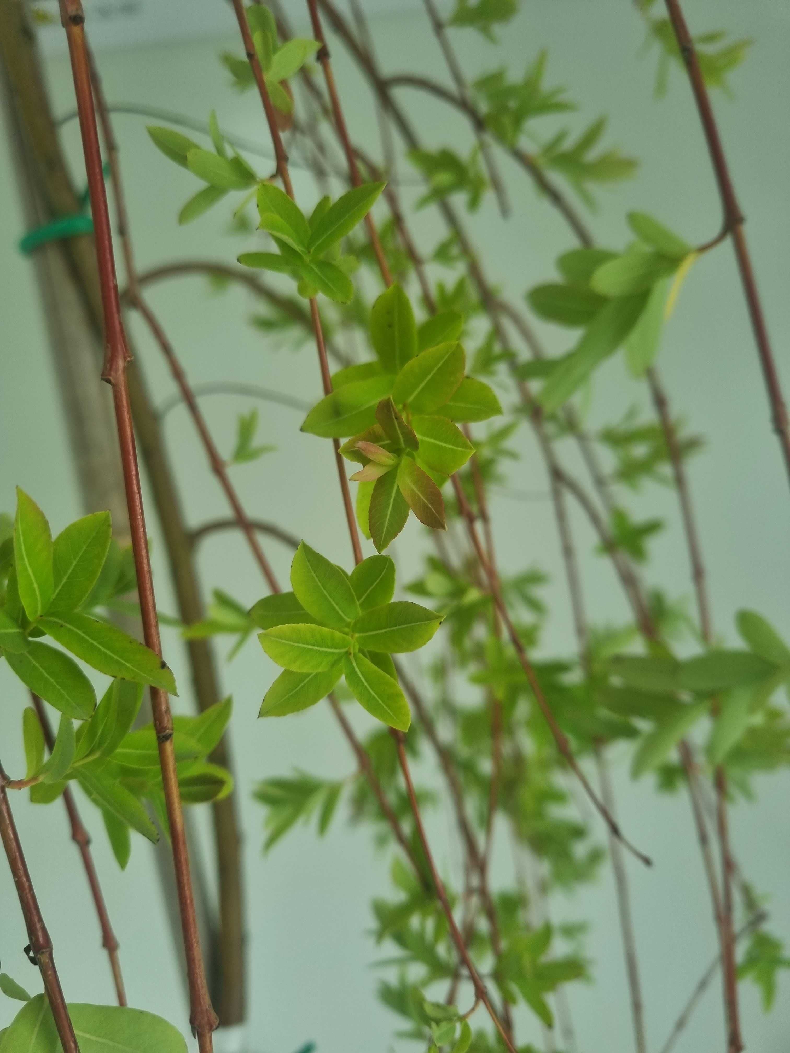 Wierzba Integra Pendula – Płacząca Forma, Wys. 180 cm, Doniczka 10L