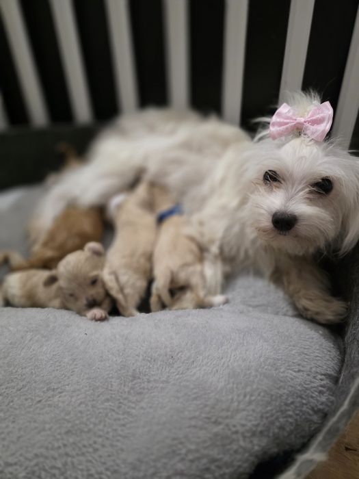 Maltipoo f1 piesek xxs  do rezerwacji !