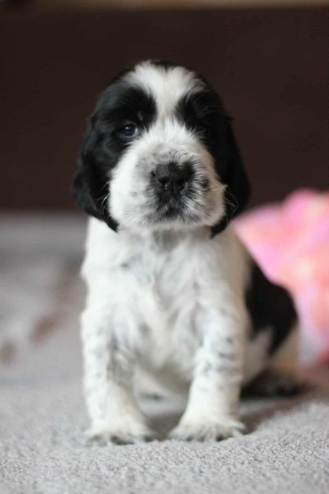 Springer Spaniel angielski piesek czarno-biały