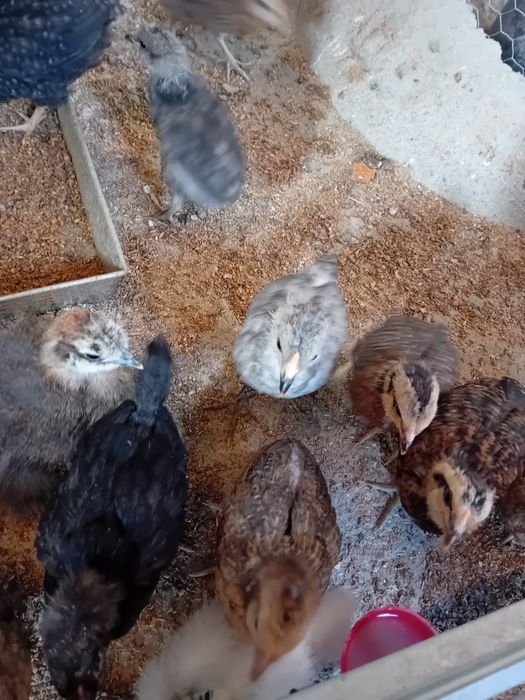 Kura kury aracuany naturalne ekologiczne araucany pisklaki araucany