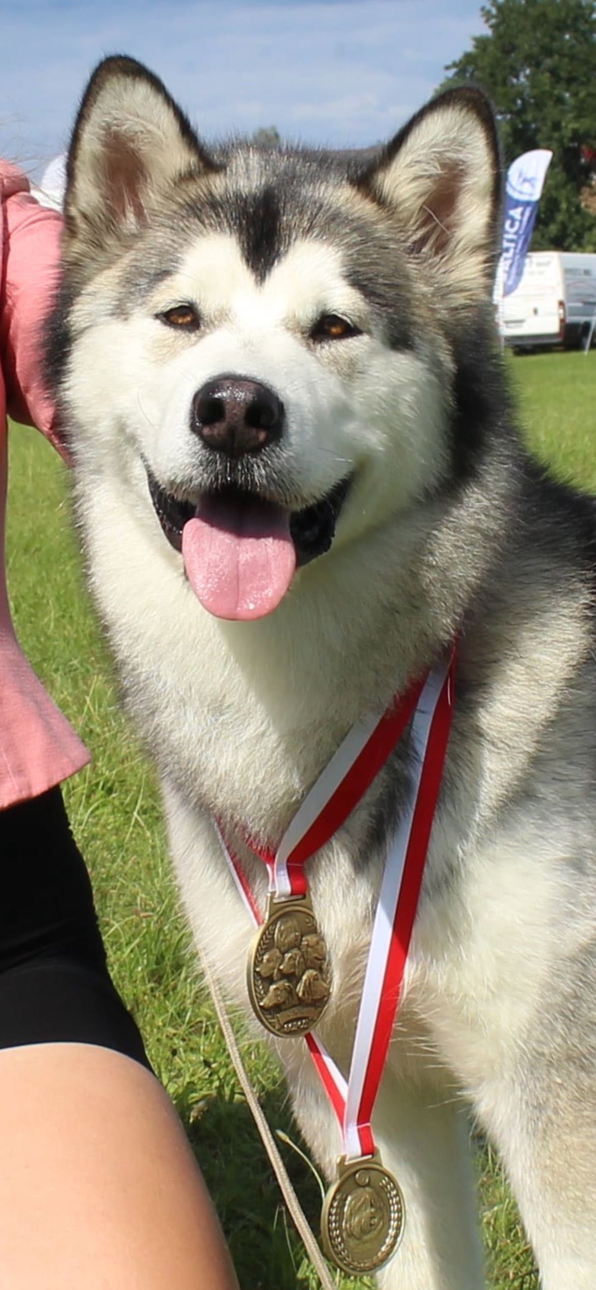 Alaskan Malamute zapowiedź miotu