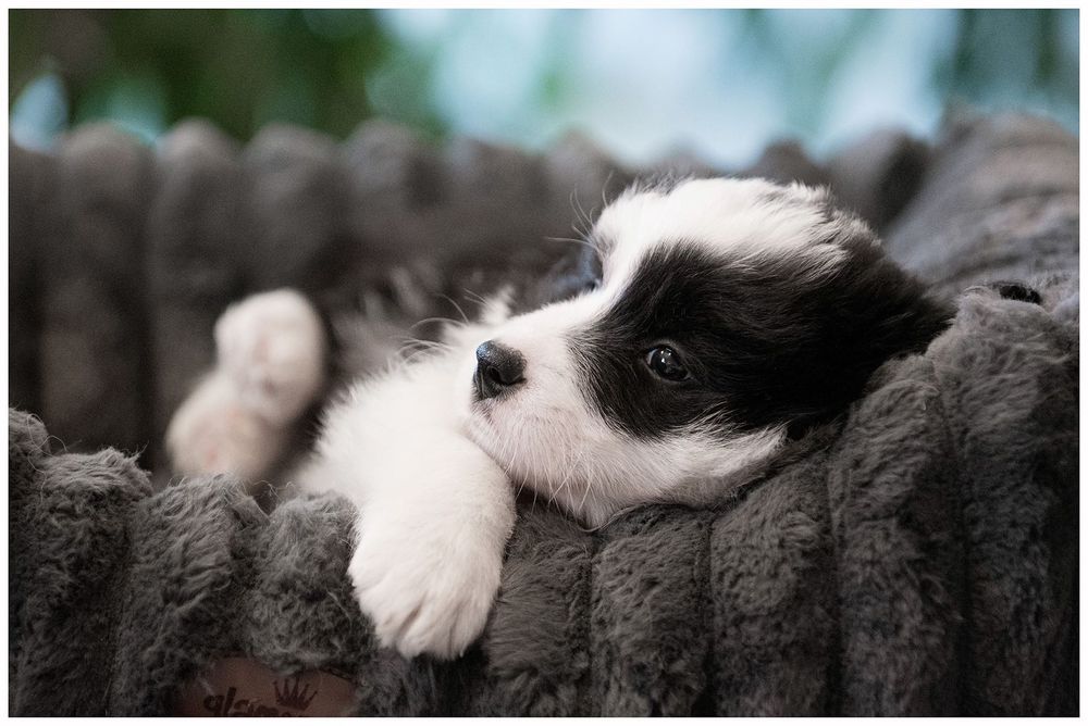 Border Collie ZKwP FCI