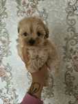 Maltipoo suczka do rezerwacji !