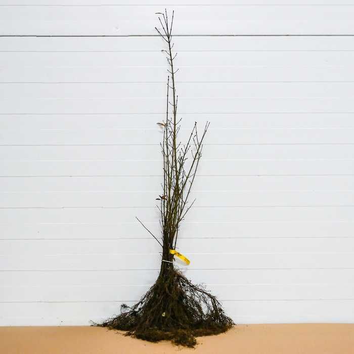 Śliwa tarnina kopana z gruntu