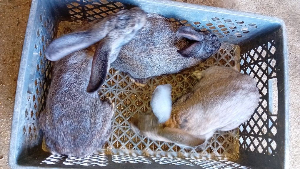 Coelhos caseiros para abate ou criação
