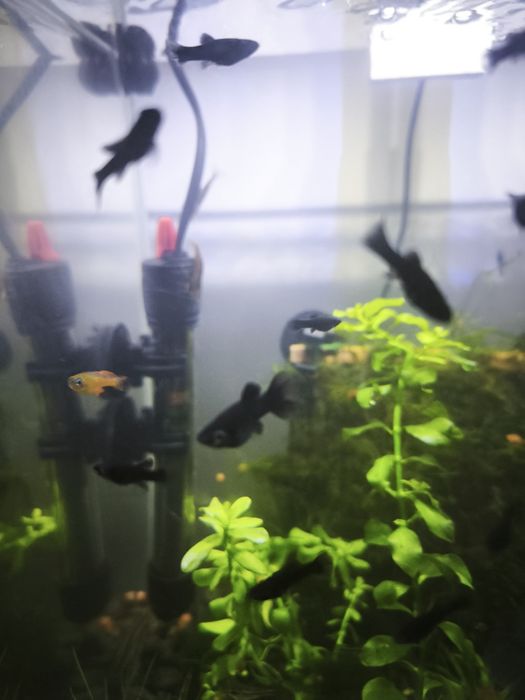 Молінезія чорна та мікс