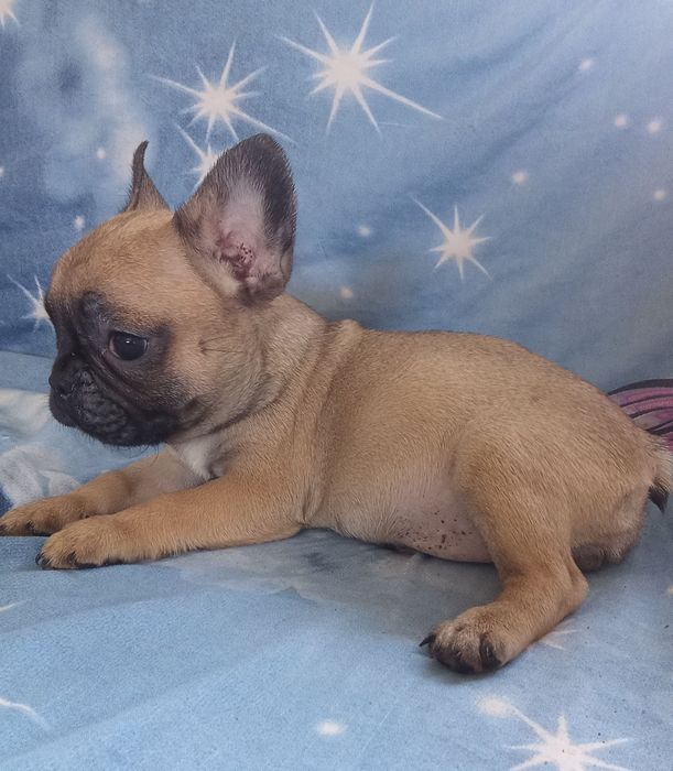 Детки французского бульдога