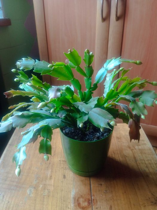 Різдвяник шлюмбергера