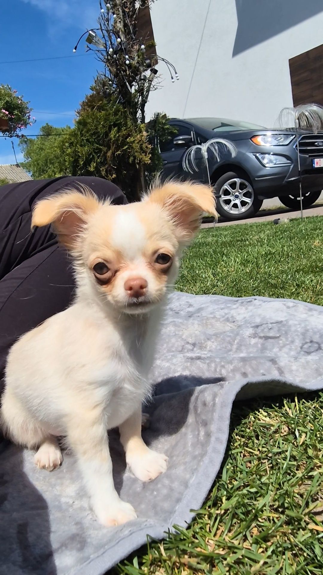 *** Chihuahua piesek gotowy do odbioru  mini 1.6kg xxs***